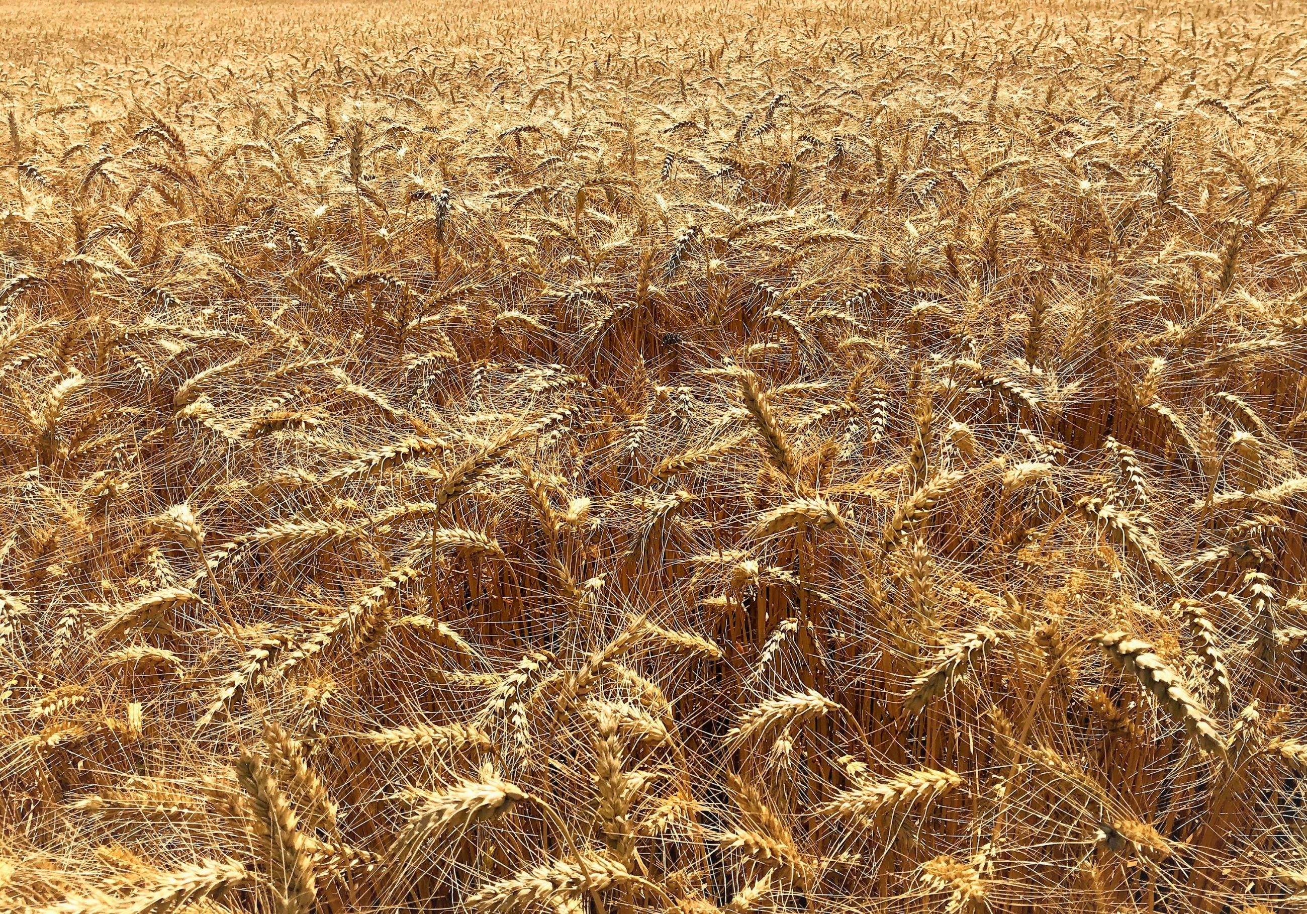Pšeničné pole